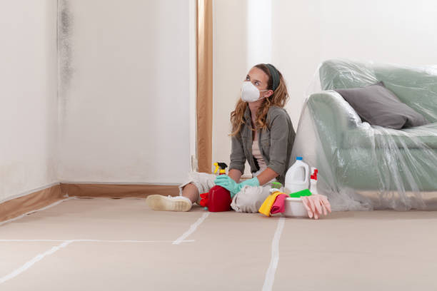 Reliable Black Mold Remediation contractor in Ronkonkoma, NY by Mold Remediation HQ